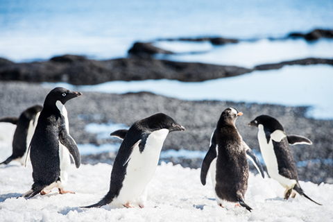 Brush-Tailed Penguins (Photo: Anton_Ivanov/Shutterstock.com) Brush-Tailed Penguins