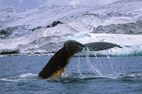 Humpback Whales (Photo: Volt Collection/Shutterstock.com) Humpback Whales