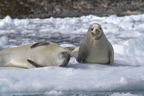Crabeater Seals (Photo: Dmytro Pylypenko/Shutterstock.com) Crabeater Seals