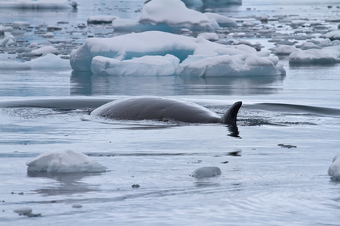 Minke Whales (Photo: Dmytro Pylypenko/Shutterstock.com) Minke Whales