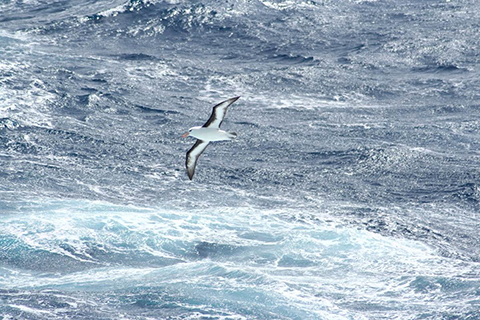 Albatross (Photo: Ben Lyons, Cruise Critic contributor) Albatross