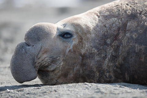 Elephant Seals (Photo: Yongyut Kumsri/Shutterstock.com) Elephant Seals