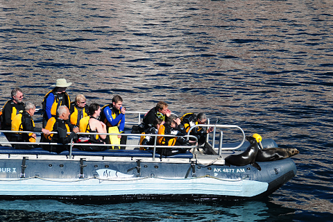 The Sea Lions (Photo: Sue Bryant, Cruise Critic contributor) The Sea Lions