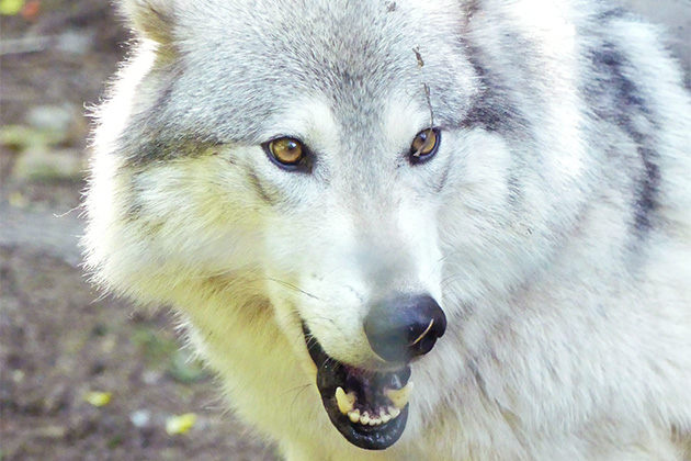 Wildlife excursion in Alaska (Photo: Dori Saltzman/Cruise Critic) Close-up shot of a wolf at a wildlife refuge in Alaska