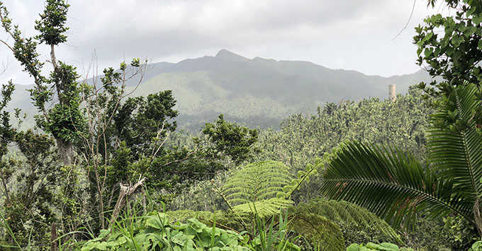 Currently, Angelito Trail is the only open trail in El Yunque National Forest (Photo: Brittany Chrusciel) Currently, Angelito Trail is the only open trail in El Yunque National Forest