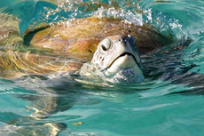 Barbados Turtle Swim cruise excursion