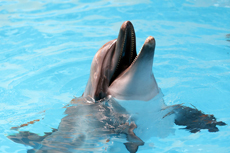 Freeport Dolphin Swim & Encounter cruise excursion