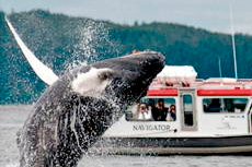 Juneau Whale Watching cruise excursion