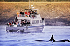 Victoria Whale Watching cruise excursion