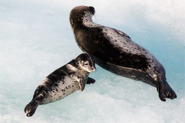 Top 10 Wildlife Encounters on an Alaska Cruise - Cruises